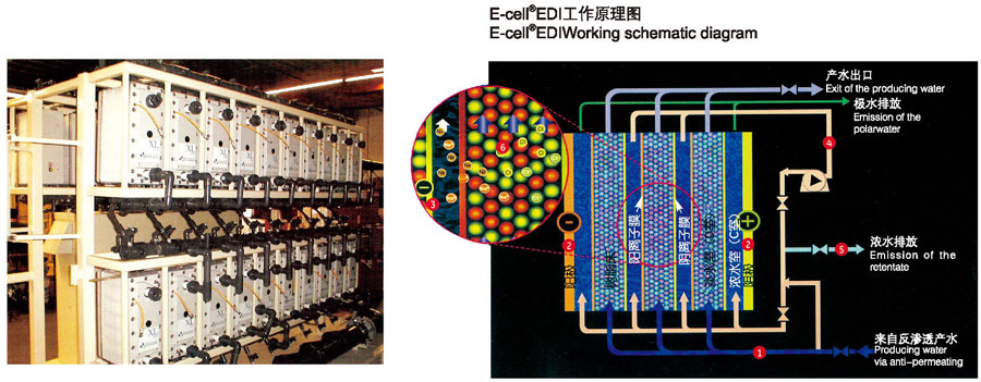 permeates,burgeoning anion permeates anion membrane,and discharges from